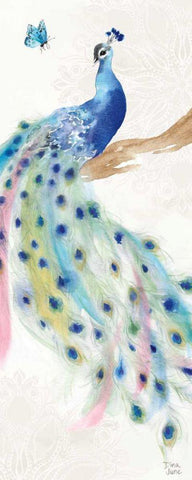 Peacock Glory II White Modern Wood Framed Art Print with Double Matting by June, Dina