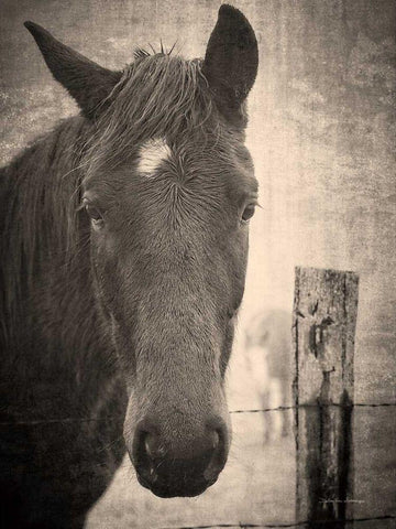 Heres Looking at You I Black Ornate Wood Framed Art Print with Double Matting by Van Swearingen, Debra