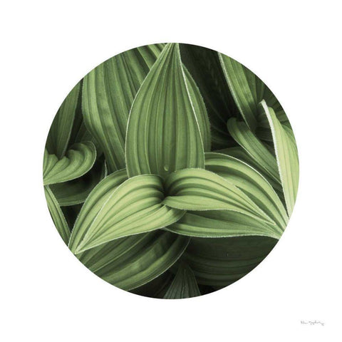 Corn Lily Circle I Gold Ornate Wood Framed Art Print with Double Matting by Majchrowicz, Alan