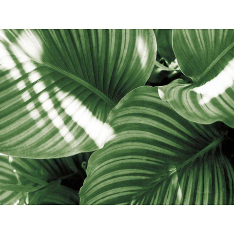 Leaf Abstract V Green Gold Ornate Wood Framed Art Print with Double Matting by Goldstein, Ed