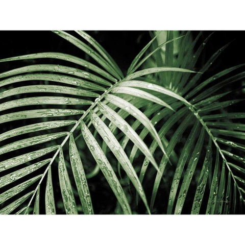 Palm Fronds Green Gold Ornate Wood Framed Art Print with Double Matting by Van Swearingen, Debra