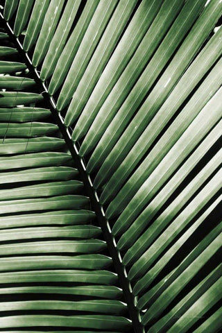 Palm Frond I Green Black Ornate Wood Framed Art Print with Double Matting by Van Swearingen, Debra