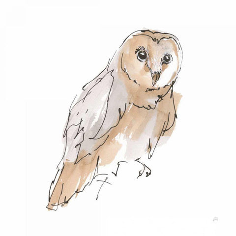 Barn Owl VI Black Modern Wood Framed Art Print by Paschke, Chris