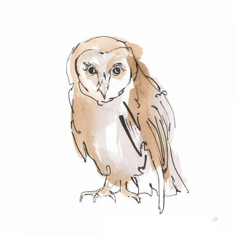 Barn Owl VII Black Modern Wood Framed Art Print with Double Matting by Paschke, Chris