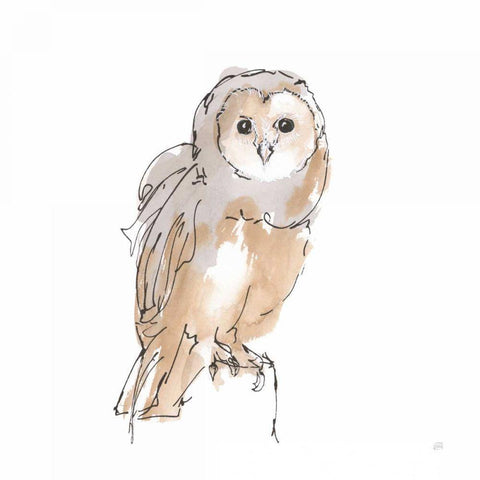 Barn Owl VIII White Modern Wood Framed Art Print with Double Matting by Paschke, Chris