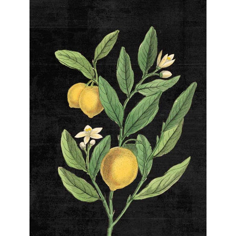 Classic Citrus V Black No Words Gold Ornate Wood Framed Art Print with Double Matting by Schlabach, Sue