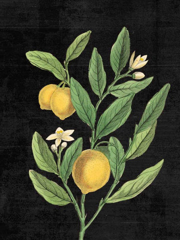 Classic Citrus V Black No Words White Modern Wood Framed Art Print with Double Matting by Schlabach, Sue