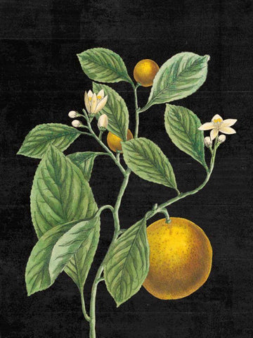 Classic Citrus VI Black No Words Black Ornate Wood Framed Art Print with Double Matting by Schlabach, Sue