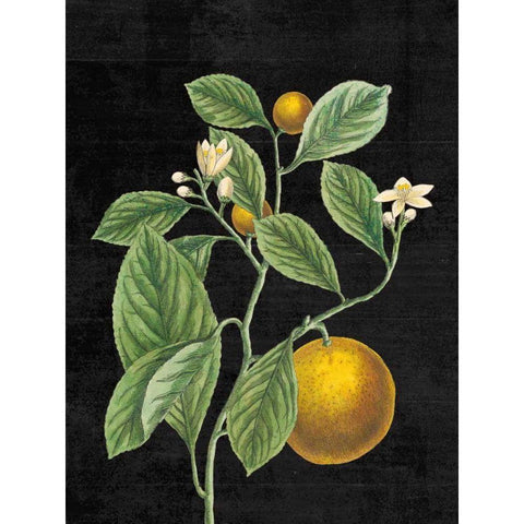 Classic Citrus VI Black No Words Gold Ornate Wood Framed Art Print with Double Matting by Schlabach, Sue