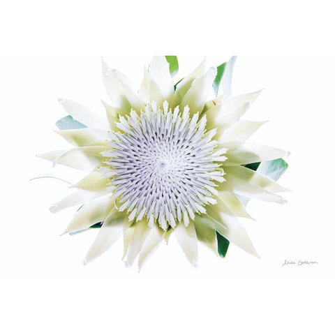 Protea Center I Gold Ornate Wood Framed Art Print with Double Matting by Catterall, Elise