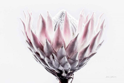 Pale Protea Detail II Black Ornate Wood Framed Art Print with Double Matting by Catterall, Elise