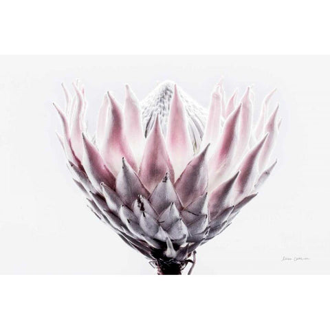 Pale Protea Detail II Gold Ornate Wood Framed Art Print with Double Matting by Catterall, Elise