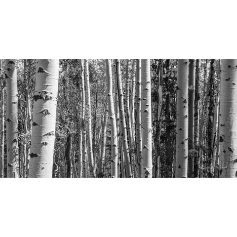 Aspen Grove Gold Ornate Wood Framed Art Print with Double Matting by Urquhart, Elizabeth