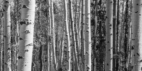 Aspen Grove White Modern Wood Framed Art Print with Double Matting by Urquhart, Elizabeth