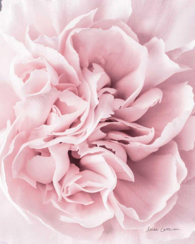 Pink Carnation Crop Black Ornate Wood Framed Art Print with Double Matting by Catterall, Elise