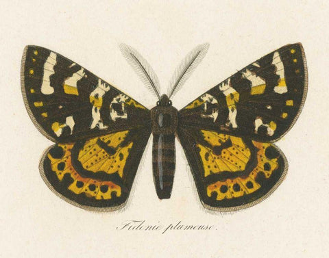 Natures Butterfly V Black Ornate Wood Framed Art Print with Double Matting by Wild Apple Portfolio