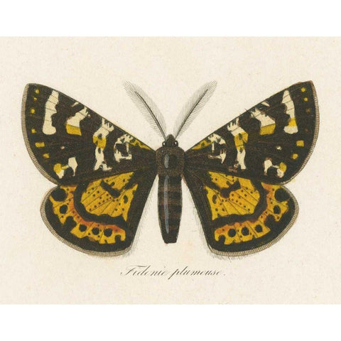Natures Butterfly V Gold Ornate Wood Framed Art Print with Double Matting by Wild Apple Portfolio