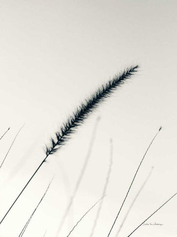 Field Grasses V White Modern Wood Framed Art Print with Double Matting by Van Swearingen, Debra