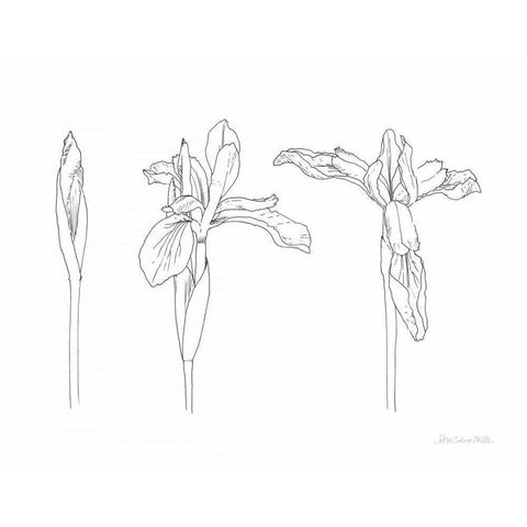 Sketched Iris Gold Ornate Wood Framed Art Print with Double Matting by Miller, Sara Zieve