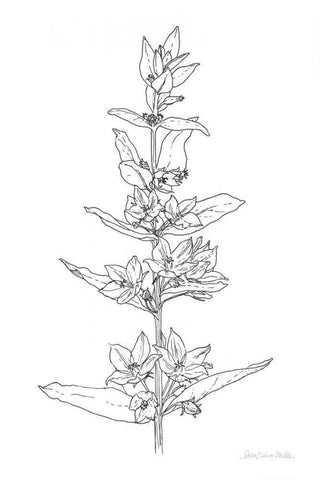 Sketched Flowers White Modern Wood Framed Art Print with Double Matting by Miller, Sara Zieve