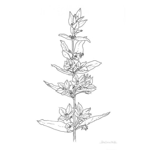 Sketched Flowers Gold Ornate Wood Framed Art Print with Double Matting by Miller, Sara Zieve