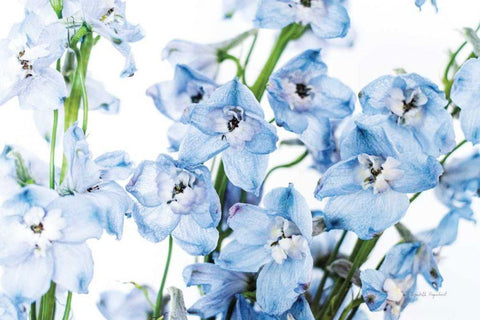 Freshly Picked Delphinium I Black Ornate Wood Framed Art Print with Double Matting by Urquhart, Elizabeth