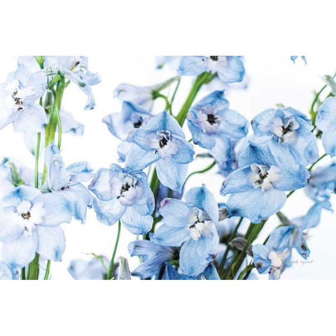 Freshly Picked Delphinium I Gold Ornate Wood Framed Art Print with Double Matting by Urquhart, Elizabeth