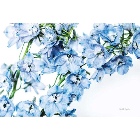 Freshly Picked Delphinium II Gold Ornate Wood Framed Art Print with Double Matting by Urquhart, Elizabeth