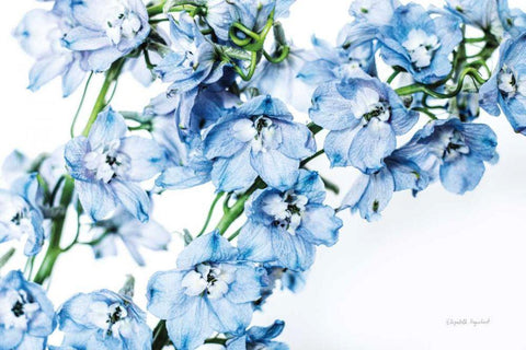Freshly Picked Delphinium II Black Ornate Wood Framed Art Print with Double Matting by Urquhart, Elizabeth