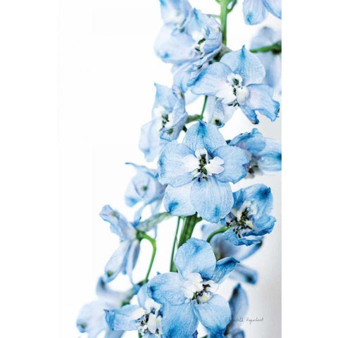 Freshly Picked Delphinium III Gold Ornate Wood Framed Art Print with Double Matting by Urquhart, Elizabeth