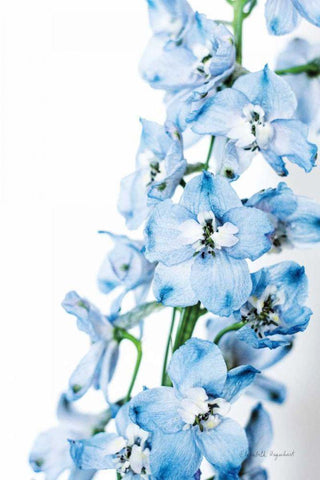 Freshly Picked Delphinium III White Modern Wood Framed Art Print with Double Matting by Urquhart, Elizabeth