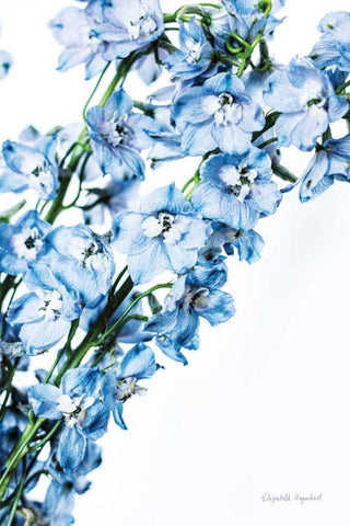 Freshly Picked Delphinium IV White Modern Wood Framed Art Print with Double Matting by Urquhart, Elizabeth