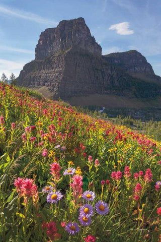 Boulder Pass Wildflowers Black Ornate Wood Framed Art Print with Double Matting by Majchrowicz, Alan