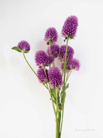 Dried Bouquet II White Modern Wood Framed Art Print with Double Matting by Catterall, Elise