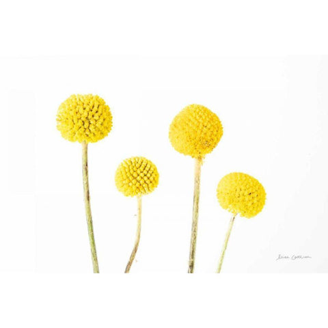 Craspedia II White Modern Wood Framed Art Print by Catterall, Elise