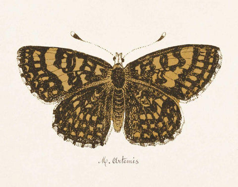 Antique Butterfly II Black Ornate Wood Framed Art Print with Double Matting by Wild Apple Portfolio