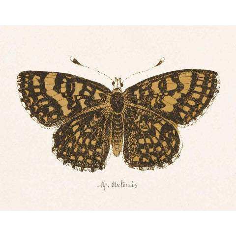 Antique Butterfly II Gold Ornate Wood Framed Art Print with Double Matting by Wild Apple Portfolio