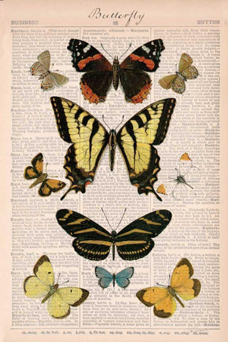 American Butterflies I Black Ornate Wood Framed Art Print with Double Matting by Schlabach, Sue