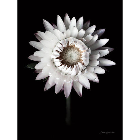 Dramatic Dahlia Gold Ornate Wood Framed Art Print with Double Matting by Catterall, Elise