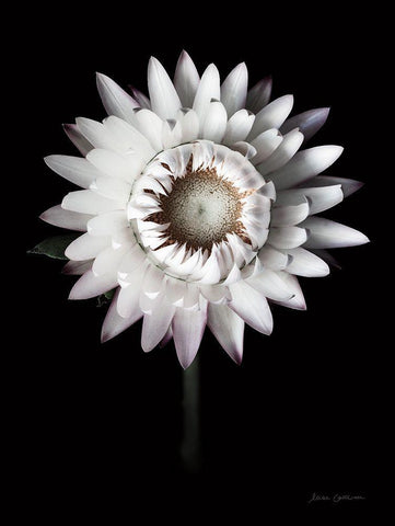 Dramatic Dahlia White Modern Wood Framed Art Print with Double Matting by Catterall, Elise