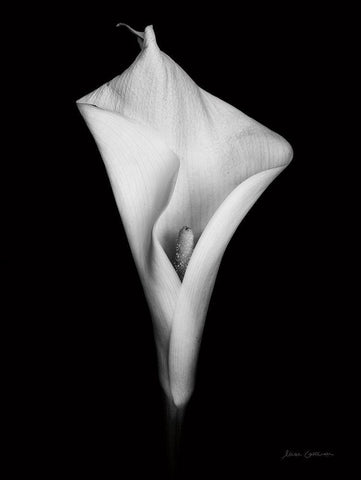 Elegant Calla I Black Ornate Wood Framed Art Print with Double Matting by Catterall, Elise