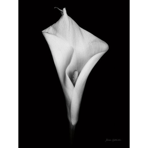 Elegant Calla I Gold Ornate Wood Framed Art Print with Double Matting by Catterall, Elise