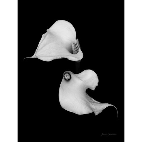 Elegant Calla II Gold Ornate Wood Framed Art Print with Double Matting by Catterall, Elise