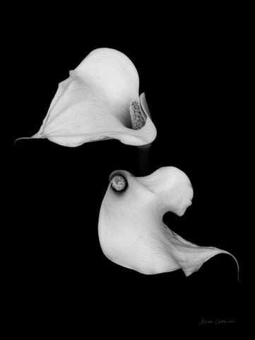 Elegant Calla II Black Ornate Wood Framed Art Print with Double Matting by Catterall, Elise