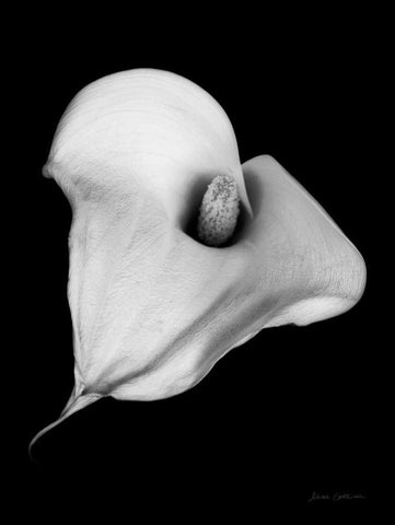 Elegant Calla III White Modern Wood Framed Art Print with Double Matting by Catterall, Elise