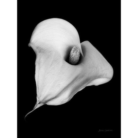 Elegant Calla III Gold Ornate Wood Framed Art Print with Double Matting by Catterall, Elise