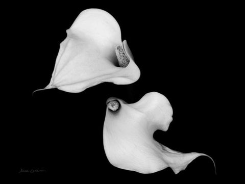 Elegant Calla IV White Modern Wood Framed Art Print with Double Matting by Catterall, Elise