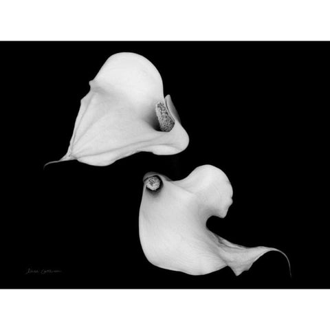 Elegant Calla IV Gold Ornate Wood Framed Art Print with Double Matting by Catterall, Elise