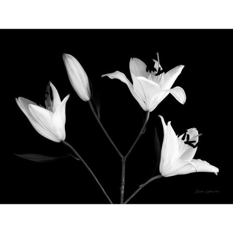 Spray of Lilies Gold Ornate Wood Framed Art Print with Double Matting by Catterall, Elise