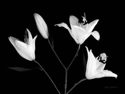 Spray of Lilies Black Ornate Wood Framed Art Print with Double Matting by Catterall, Elise